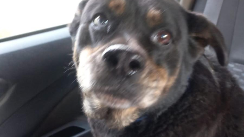 Huellas Caninas apela a la solidaridad para salvar la vida de Miel