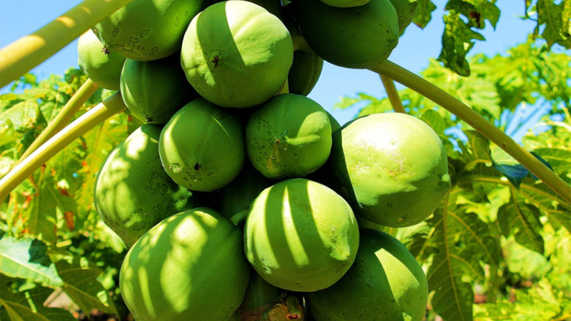 Presentan tecnologías para una agricultura sostenible