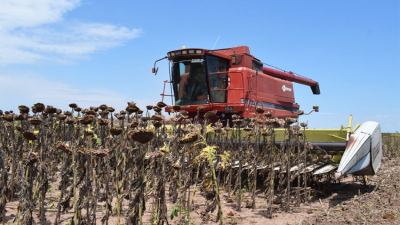"Los precios del girasol muestran una demanda firme"