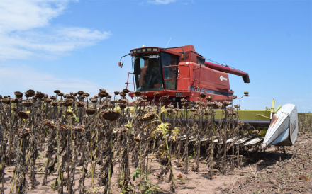 girasol3.jpg