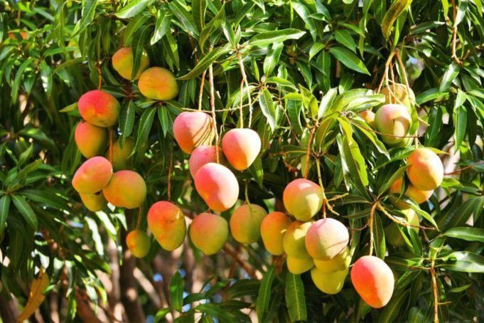 Mangos.jpg
