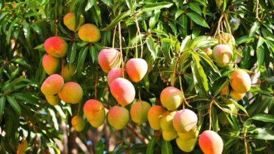 Inició la cosecha de mango en Laguna Naineck
