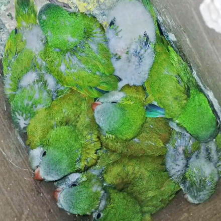 cotorras.jpg
