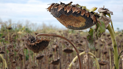 Las palomas arrasan con los cultivos de girasol en la provincia