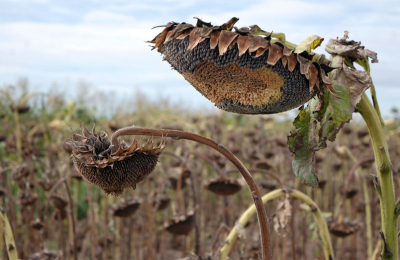 Las palomas arrasan con los cultivos de girasol en la provincia