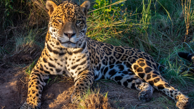 Día del Yaguareté: el regreso silencioso del gran felino que vuelve a rugir en el norte argentino
