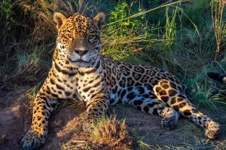 Yaguareté en Iberá - crédito Rafael Abuin - Rewilding Argentina (1).jpg