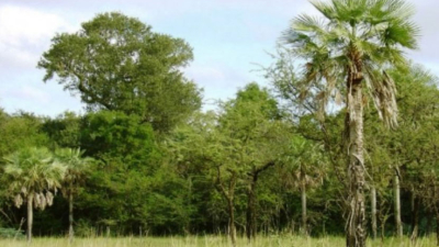 Forestales: "Es solo un arma judicial para impedir el desarrollo de proyectos productivos"
