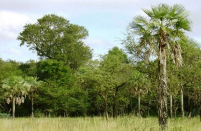 Forestales: "Es solo un arma judicial para impedir el desarrollo de proyectos productivos"