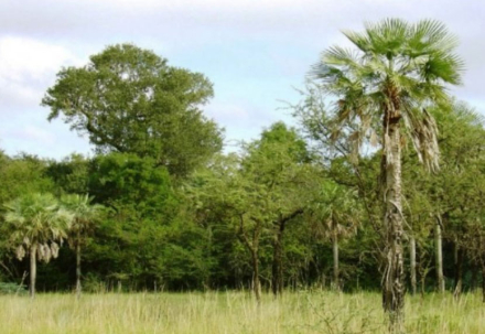 forestales.jpg