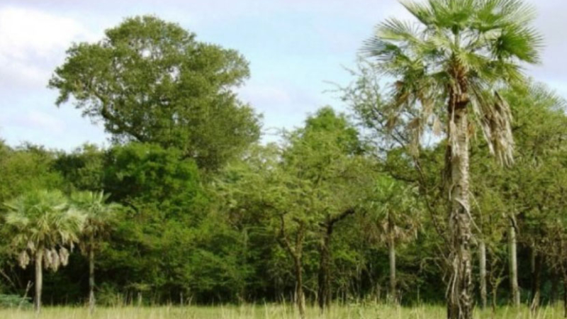 Forestales: "Es solo un arma judicial para impedir el desarrollo de proyectos productivos"