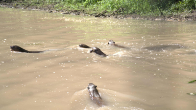 Una familia vuelve al río: ocho nutrias gigantes ya se adaptan en El Impenetrable