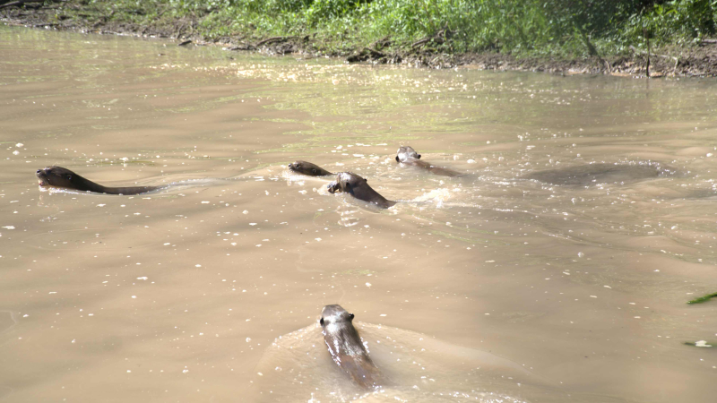 Una familia vuelve al río: ocho nutrias gigantes ya se adaptan en El Impenetrable