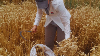 Cosecha récord de trigo: el análisis de calidad como clave de manejo