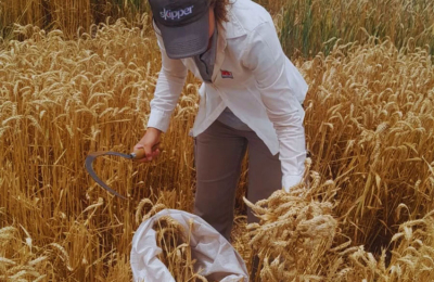 Cosecha récord de trigo: el análisis de calidad como clave de manejo