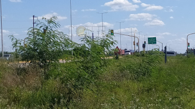 Pasto altísimo y árboles a la vera de la ruta 11: inseguridad vial, peligro y queja de los vecinos