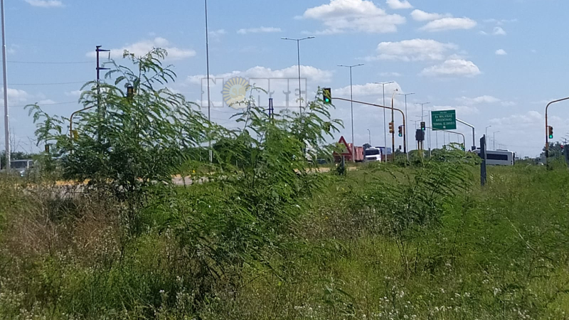 Pasto altísimo y árboles a la vera de la ruta 11: inseguridad vial, peligro y queja de los vecinos