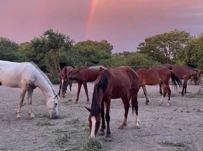caballo.jpg