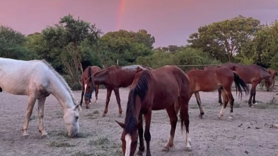 Un refugio de caballos pide ayuda urgente para alimentarlos