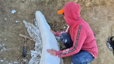 Hallazgo histórico en Miramar: descubrieron un colmillo con más de 100.000 años de antigüedad