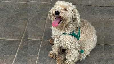 Buscan al dueño de un perrito encontrado el lunes