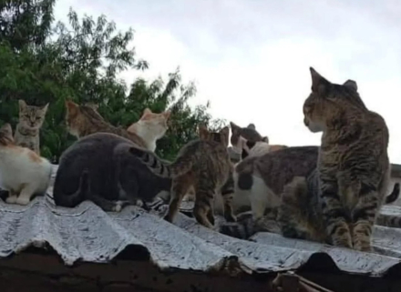 animales.jpg