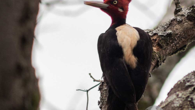 Abrieron la inscripción al VI Encuentro Nacional de Reservas Naturales Privadas