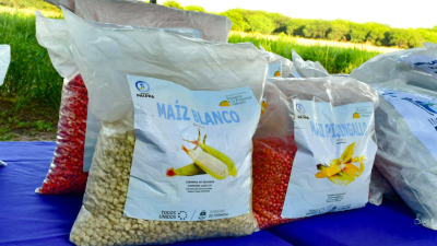Exitosa presentación de la siembra de segunda en Las Lomitas