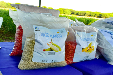 Lanzamiento de la siembra de segunda en Las Lomitas (8)