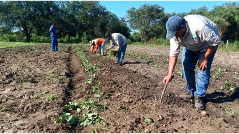 Cultivo de batata en comunidades originarias