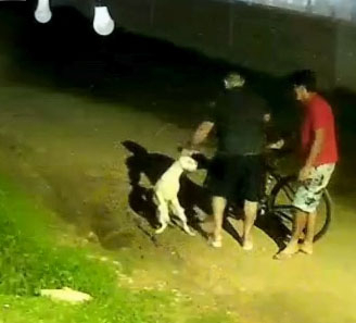 perro2