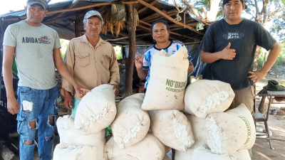 Comenzó la novena cosecha de algodón agroecológico en la provincia