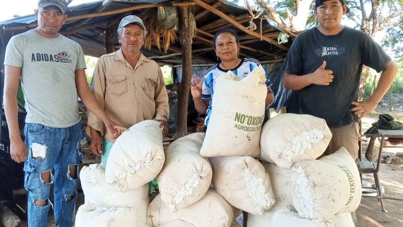 Comenzó la novena cosecha de algodón agroecológico en la provincia