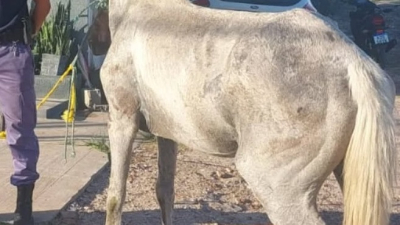 Copito, el caballo que se desplomó agotado por cargar tantos ladrillos