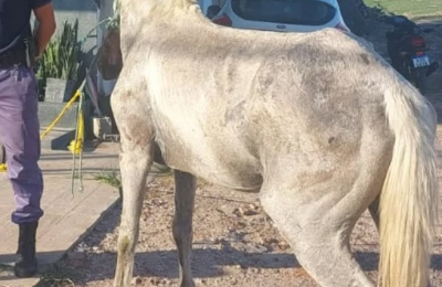 Copito, el caballo que se desplomó agotado por cargar tantos ladrillos