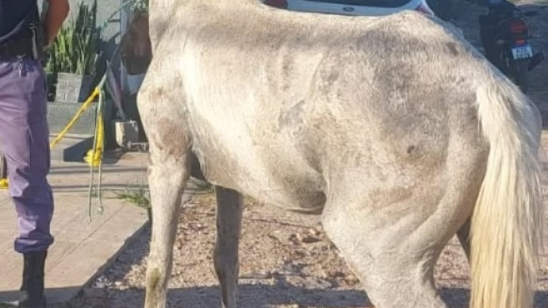 Copito, el caballo que se desplomó agotado por cargar tantos ladrillos