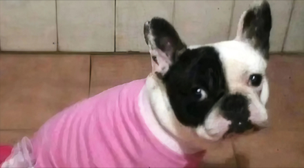 perra juanita.jpg