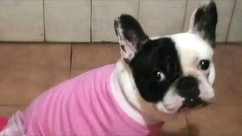 Una veterinaria deberá pagar $17 millones por la muerte de una perra