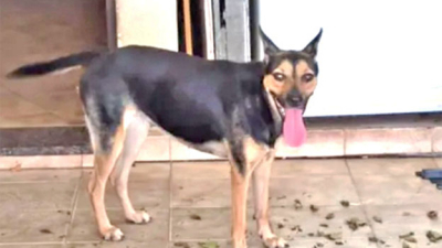 Desesperada búsqueda de Cloe, una perrita adoptada que desapareció en Resistencia