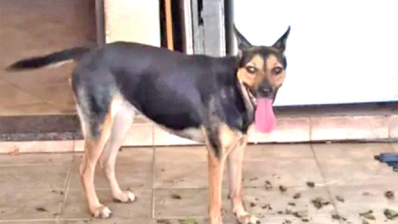 Desesperada búsqueda de Cloe, una perrita adoptada que desapareció en Resistencia