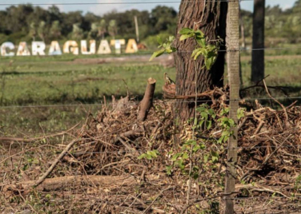 caraguata