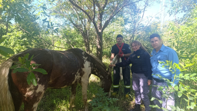 Un caballo que había caído en un pozo fue rescatado con éxito