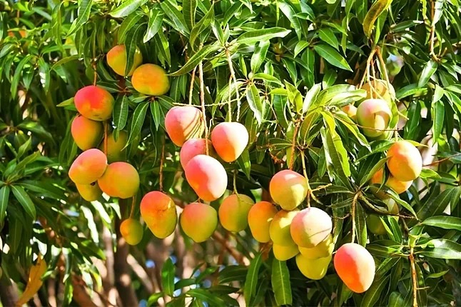 mango.jpg