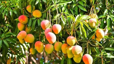Cómo proteger el mango de las heladas