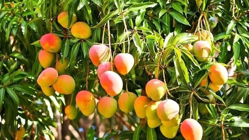 Cómo proteger el mango de las heladas