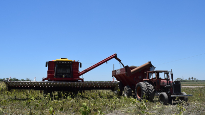 Récord para el girasol en el Chaco: la campaña más exitosa de la historia