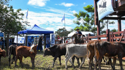 En junio se preparan tres remates ganaderos en Formosa