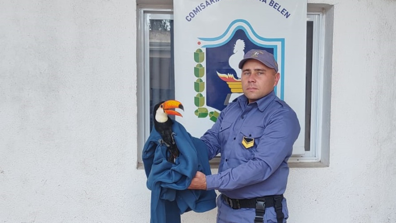 Un tucán que ofrecían en redes fue rescatado por la Policía