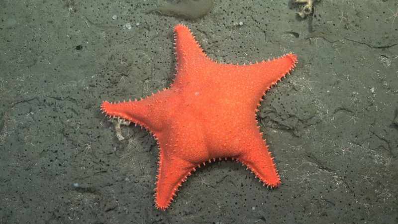 El CONICET inicia una nueva expedición submarina para explorar la biodiversidad del océano