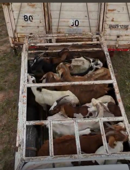 cabras2